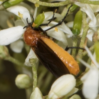 Bibio imitator (Garden maggot) at The Pinnacle - 27 Dec 2023 by AlisonMilton