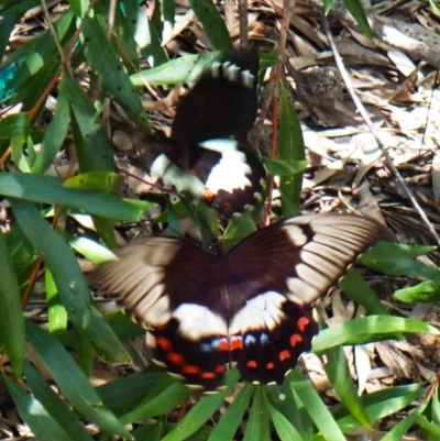 Papilio aegeus (Orchard Swallowtail, Large Citrus Butterfly) at Cook, ACT - 6 Jan 2024 by CathB