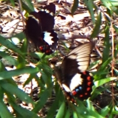Papilio aegeus at Cook, ACT - 6 Jan 2024