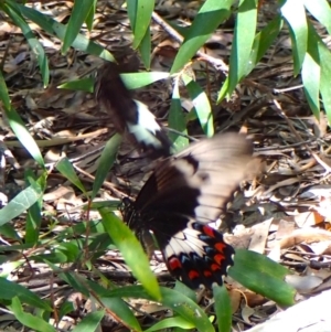 Papilio aegeus at Cook, ACT - 6 Jan 2024