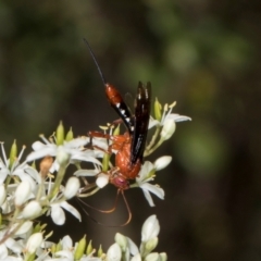 Lissopimpla excelsa (Orchid dupe wasp, Dusky-winged Ichneumonid) at Hawker, ACT - 27 Dec 2023 by AlisonMilton