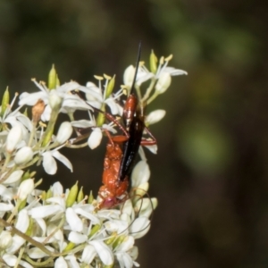 Lissopimpla excelsa at The Pinnacle - 28 Dec 2023