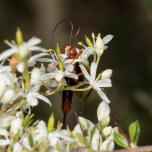 Lissopimpla excelsa at The Pinnacle - 28 Dec 2023