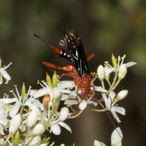 Lissopimpla excelsa at The Pinnacle - 28 Dec 2023