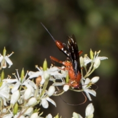 Lissopimpla excelsa at The Pinnacle - 28 Dec 2023