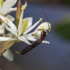 Syllitus microps (Longicorn or Longhorn beetle) at The Pinnacle - 27 Dec 2023 by AlisonMilton