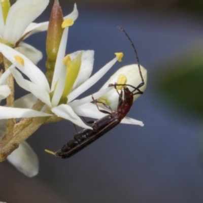 Syllitus microps (Longicorn or Longhorn beetle) at The Pinnacle - 27 Dec 2023 by AlisonMilton