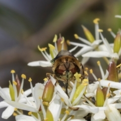 Odontomyia hunteri (Soldier fly) at Hawker, ACT - 27 Dec 2023 by AlisonMilton