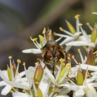 Odontomyia hunteri (Soldier fly) at Hawker, ACT - 27 Dec 2023 by AlisonMilton