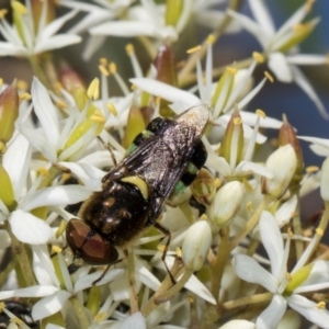 Odontomyia hunteri at The Pinnacle - 28 Dec 2023