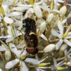 Odontomyia hunteri at The Pinnacle - 28 Dec 2023 10:32 AM