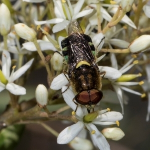 Odontomyia hunteri at The Pinnacle - 28 Dec 2023