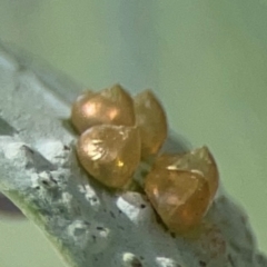 Lepidoptera unclassified IMMATURE (caterpillar or pupa or cocoon) at City Renewal Authority Area - 7 Jan 2024 by Hejor1