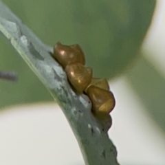 Lepidoptera unclassified IMMATURE at City Renewal Authority Area - 7 Jan 2024