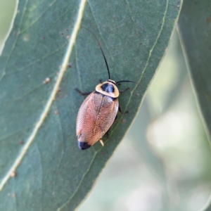 Ellipsidion australe at City Renewal Authority Area - 7 Jan 2024