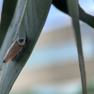 Ellipsidion australe at City Renewal Authority Area - 7 Jan 2024