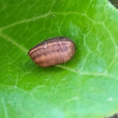 Unidentified Cockroach (Blattodea, several families) at Braddon, ACT - 7 Jan 2024 by Hejor1