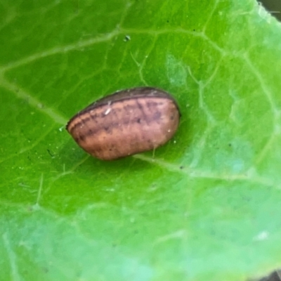 Ellipsidion australe at Braddon, ACT - 7 Jan 2024 by Hejor1