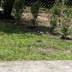 Grallina cyanoleuca (Magpie-lark) at Braddon, ACT - 7 Jan 2024 by Hejor1