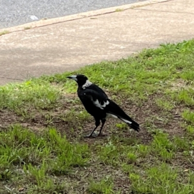 Gymnorhina tibicen (Australian Magpie) at Braddon, ACT - 7 Jan 2024 by Hejor1