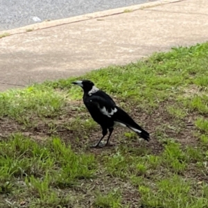 Gymnorhina tibicen at Braddon, ACT - 7 Jan 2024