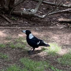 Gymnorhina tibicen at Braddon, ACT - 7 Jan 2024