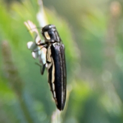 Agrilus hypoleucus at City Renewal Authority Area - 7 Jan 2024