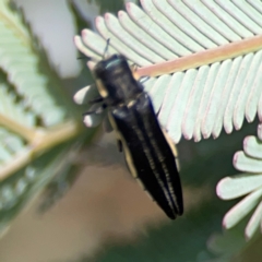 Agrilus hypoleucus at City Renewal Authority Area - 7 Jan 2024