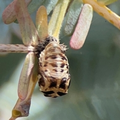 Harmonia conformis (Common Spotted Ladybird) at City Renewal Authority Area - 7 Jan 2024 by Hejor1