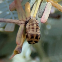 Harmonia conformis at City Renewal Authority Area - 7 Jan 2024