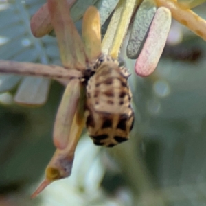 Harmonia conformis at City Renewal Authority Area - 7 Jan 2024