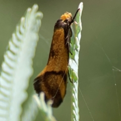 Isomoralla pyrrhoptera (A concealer moth) at City Renewal Authority Area - 7 Jan 2024 by Hejor1