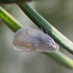 Anzora unicolor (Grey Planthopper) at City Renewal Authority Area - 7 Jan 2024 by Hejor1