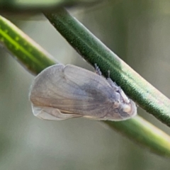 Anzora unicolor at City Renewal Authority Area - 7 Jan 2024 02:09 PM