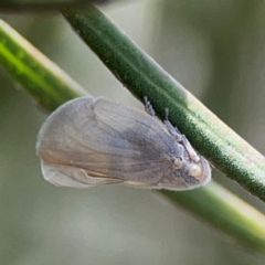 Anzora unicolor at City Renewal Authority Area - 7 Jan 2024 02:09 PM