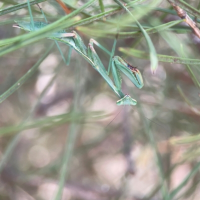 Unidentified Praying mantis (Mantodea) at Braddon, ACT - 7 Jan 2024 by Hejor1