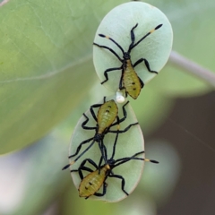 Amorbus obscuricornis (Eucalyptus Tip Wilter) at Braddon, ACT - 7 Jan 2024 by Hejor1