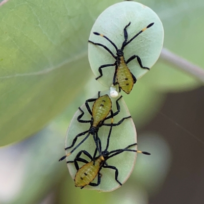 Amorbus obscuricornis (Eucalyptus Tip Wilter) at Braddon, ACT - 7 Jan 2024 by Hejor1