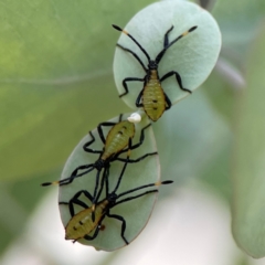 Amorbus obscuricornis at City Renewal Authority Area - 7 Jan 2024