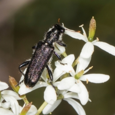 Eleale simplex (Clerid beetle) at Hawker, ACT - 28 Dec 2023 by AlisonMilton