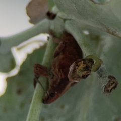 Gonipterus sp. (genus) (Eucalyptus Weevil) at City Renewal Authority Area - 7 Jan 2024 by Hejor1