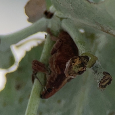 Gonipterus sp. (genus) (Eucalyptus Weevil) at City Renewal Authority Area - 7 Jan 2024 by Hejor1