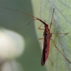 Rayieria acaciae (Acacia-spotting bug) at City Renewal Authority Area - 7 Jan 2024 by Hejor1