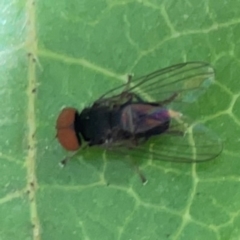 Lindneromyia sp. (Flat-footed fly) at Braddon, ACT - 7 Jan 2024 by Hejor1