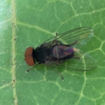 Lindneromyia sp. (Flat-footed fly) at Braddon, ACT - 7 Jan 2024 by Hejor1