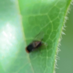 Lindneromyia sp. at City Renewal Authority Area - 7 Jan 2024 01:57 PM