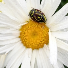 Eupoecila australasiae (Fiddler Beetle) at Warragul, VIC - 7 Jan 2024 by Bim