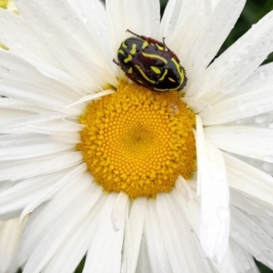 Eupoecila australasiae at Warragul, VIC - 7 Jan 2024