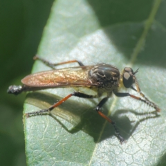 Zosteria sp. (genus) at Braddon, ACT - 7 Jan 2024 by Hejor1