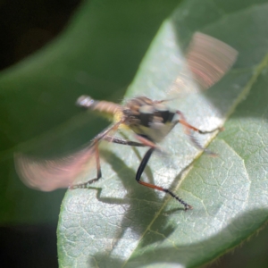 Zosteria rosevillensis at City Renewal Authority Area - 7 Jan 2024 01:55 PM